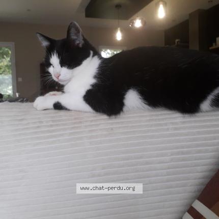 Photo 1/1 Vitamine Chat perdu à Champigne haut anjou