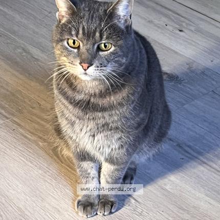 Photo 1/1 Chat trouvé Trouvé à Lyon