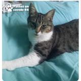 Photo de chat perdu à Pontchateau