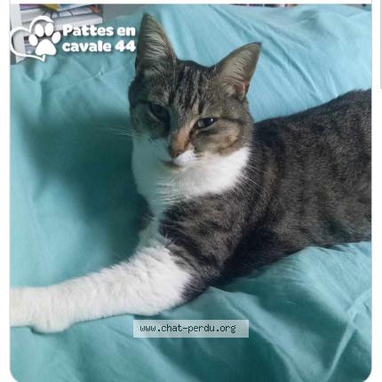 Photo 1/1 Topaze Chat perdu à Pontchateau