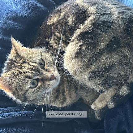 Photo 1/1 Myla Chat perdu à Rhode saint genese