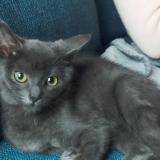 Photo de chat perdu à Fleville Devant Nancy