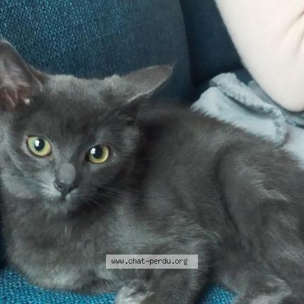 Photo 1/1 Ezra Chat perdu à Fleville devant nancy