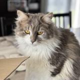 Photo de chat perdu à Saintes