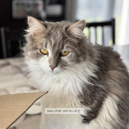 Photo 1/1 Lixy Chat perdu à Saintes