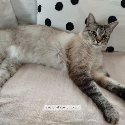 Photo 1/1 Snow Chat perdu à Negreville