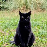 Photo de chat perdu à Coublevie