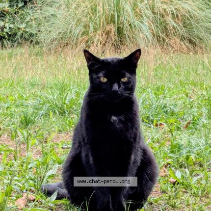 Photo 1/1 Titounet Chat perdu à Coublevie