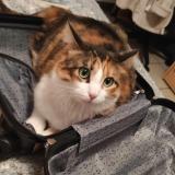 Photo de chat perdu à Ternay