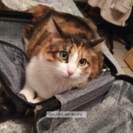 Photo 1/1 Shana Chat perdu à Ternay