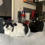 Photo de chat perdu à Marseille