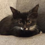 Photo de chat perdu à Chassieu