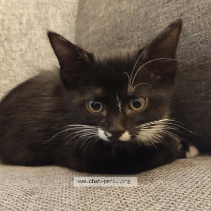 Photo 1/1 Pepper Chat perdu à Chassieu