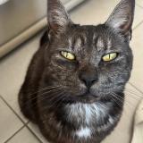 Photo de chat perdu à Vireux Wallerand