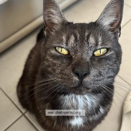 Photo 1/1 Calou Chat perdu à Vireux wallerand