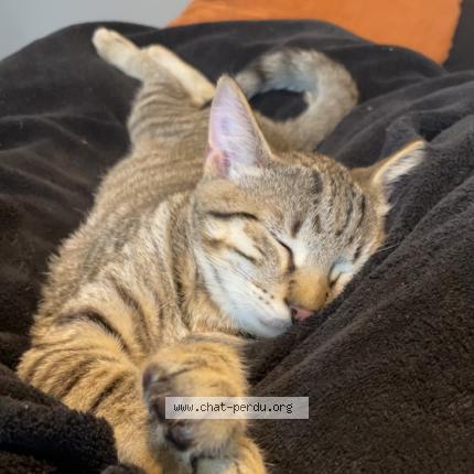 Photo 1/1 Jager Chat perdu à Saint christophe