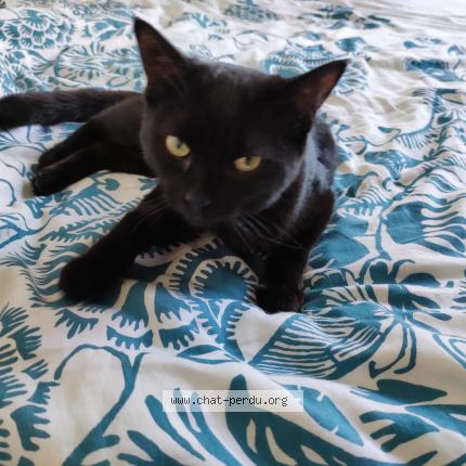 Photo 1/2 Tornade Chat perdu à Dijon