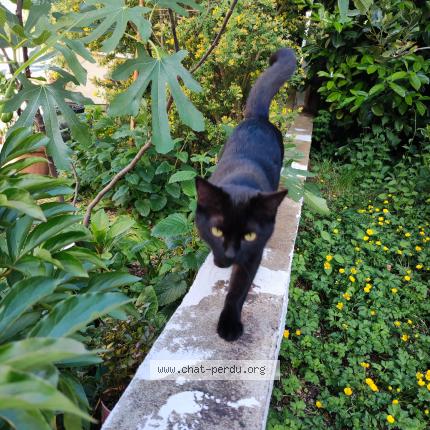 Photo 2/2 Tornade Chat perdu à Dijon