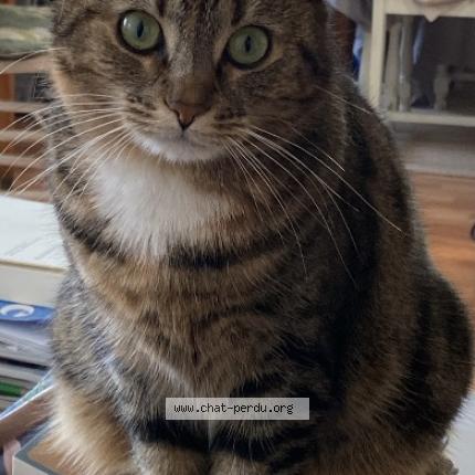 Photo 1/1 Moka Chat perdu à Marcq en baroeul