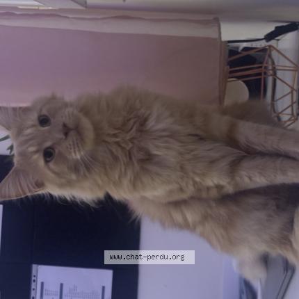 Photo 1/1 Simba Chat perdu à Mauguio