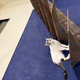 Photo de chat perdu à Orgueil