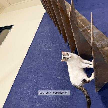 Photo 1/1 Ga&iuml;a Chat perdu à Orgueil