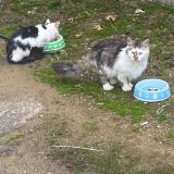 Photo de chat trouvé à Romulus