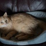 Photo de chat trouvé à Sherwood Park