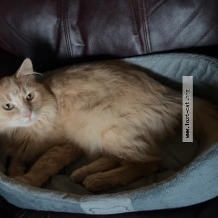 Photo 1/1 Chat trouvé Trouvé à Sherwood park