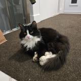 Photo de chat perdu à Longueuil