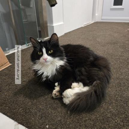 Photo 1/1 Chachat Chat perdu à Longueuil