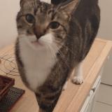 Photo de chat perdu à Niort