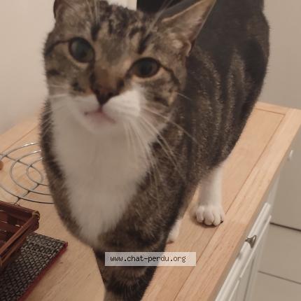 Photo 1/1 Ricou Chat perdu à Niort