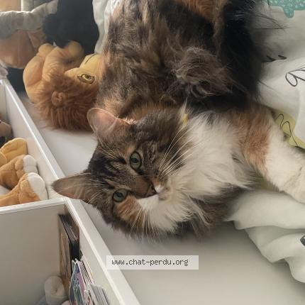 Photo 1/1 Chat retrouvé Perdu à Neuilly Sous Clermont
