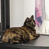 Photo de chat perdu à Lect