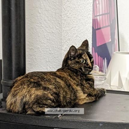 Photo 1/1 Chat retrouvé Perdu à Lect