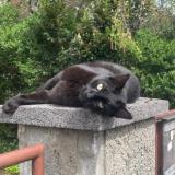 Photo de chat perdu à Strasbourg