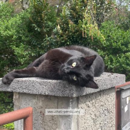 Photo 1/1 Koyo Chat perdu à Strasbourg