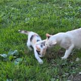 Photo de chat perdu à Martres Tolosane