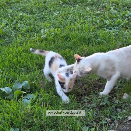 Photo 1/1 Mimi Chat perdu à Martres tolosane