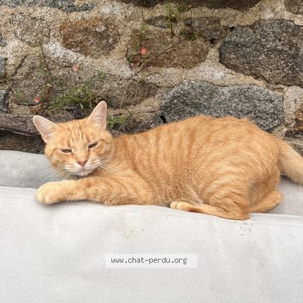 Photo 1/1 zig Chat perdu à Saint brieuc