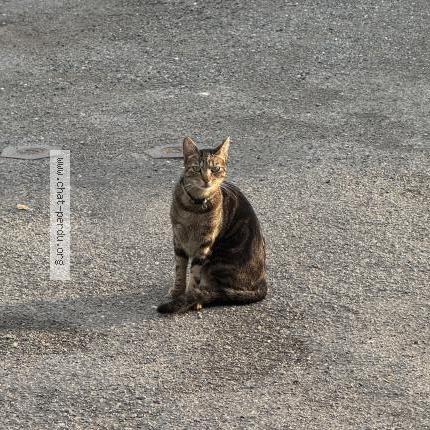 Photo 1/1 Zio Chat perdu à Neuvicq le chateau