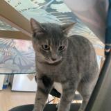 Photo de chat trouvé à Toulouse