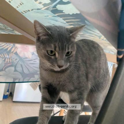 Photo 1/1 Chat trouvé Trouvé à Toulouse