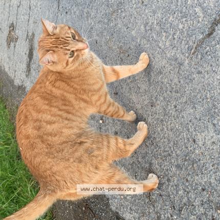 Photo 1/1 Sophia KLEIN Chat perdu à Parthenay de bretagne