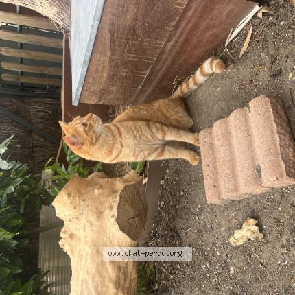 Photo de chat perdu à Sucy En Brie