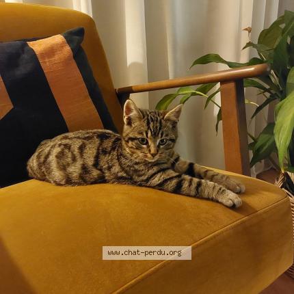 Photo 1/1 Chat retrouvé Perdu à Bourg En Bresse