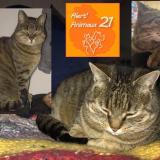 Photo de chat perdu à Longvic