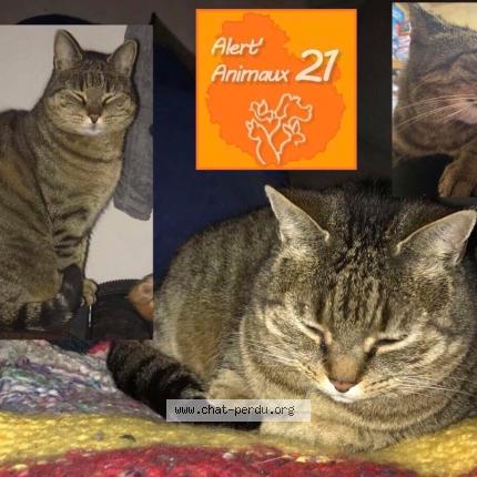 Photo 1/1 Jack Chat perdu à Longvic