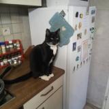 Photo de chat perdu à Nivelles